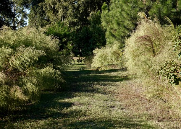 overgrown
