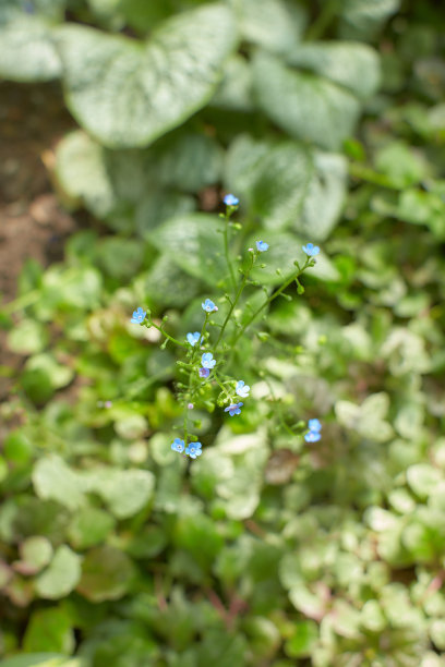 brunnera
