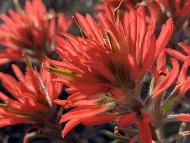 hawkweed