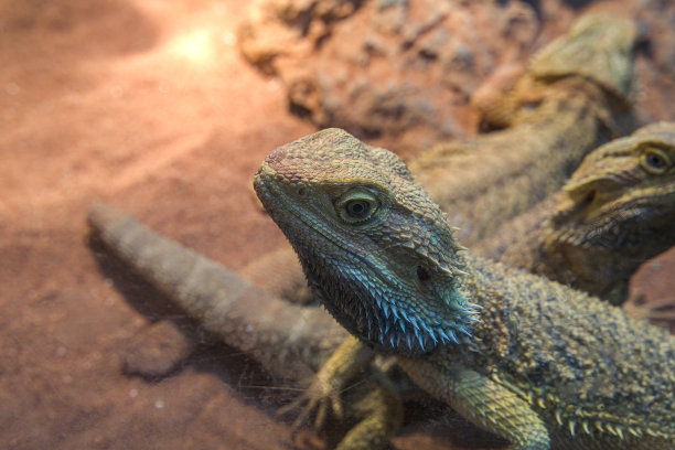 pogona