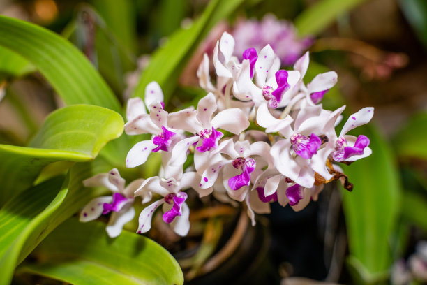 热带森林中的花朵，泰国