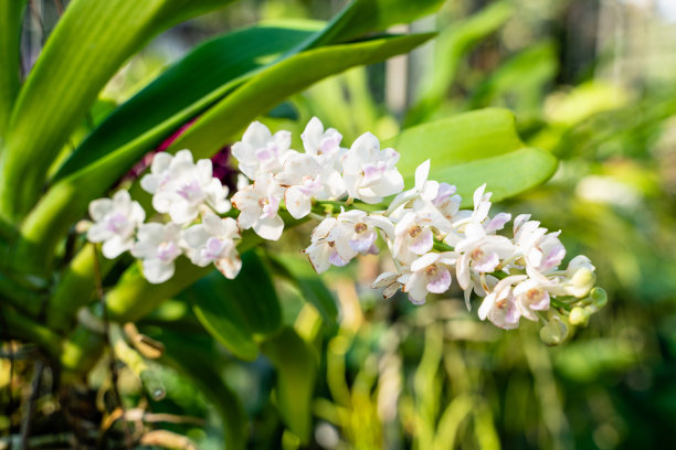 热带森林中的花朵，泰国
