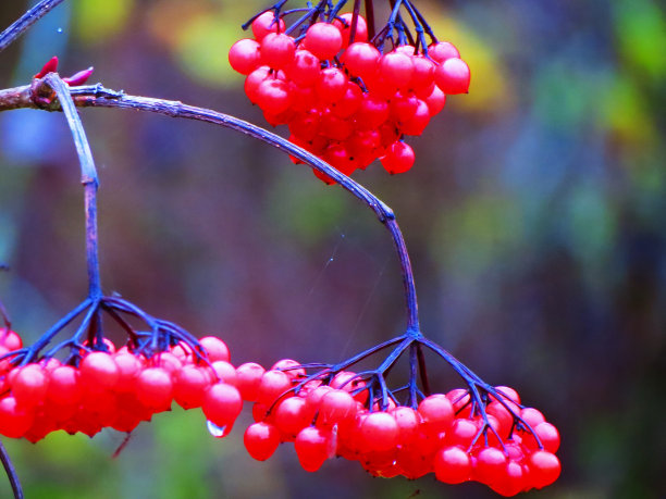 viburnum