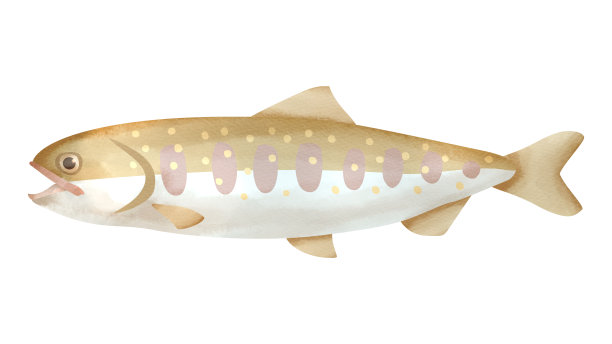 salvelinus