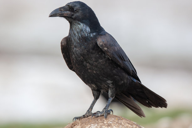 raven