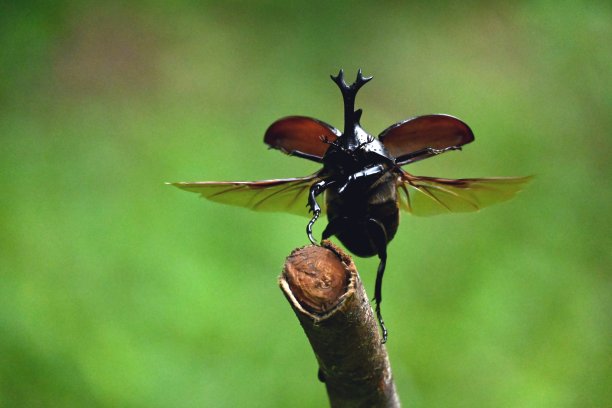 beetles