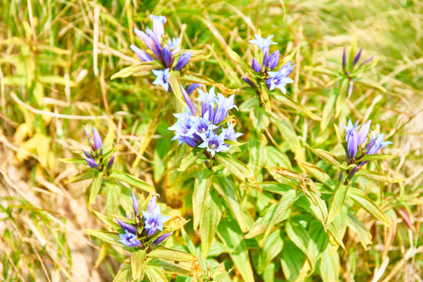 gentian