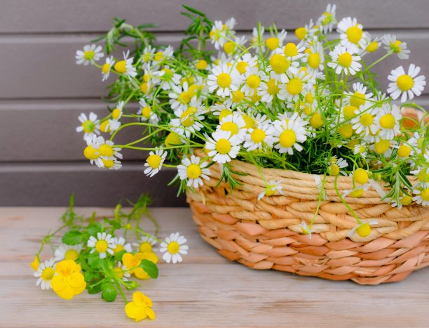 camomiles
