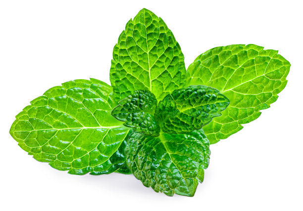 spearmint