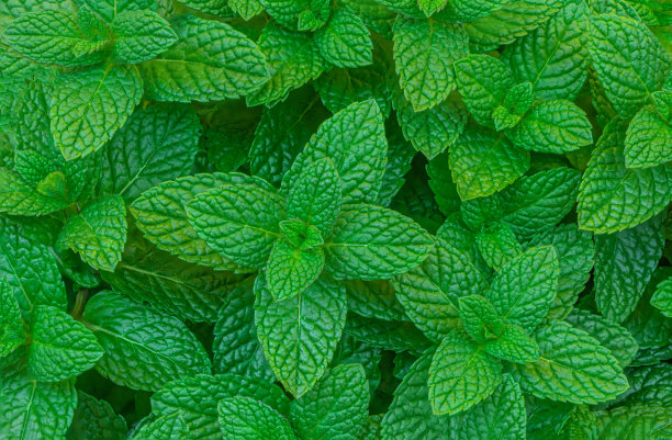 spearmint
