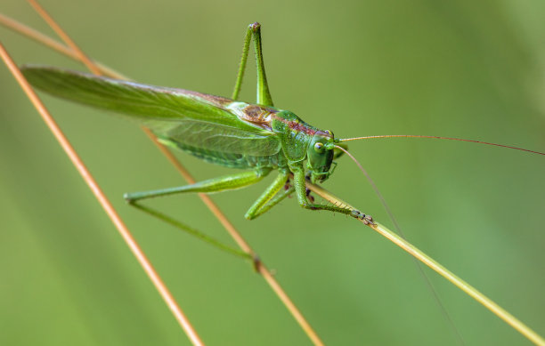 katydid