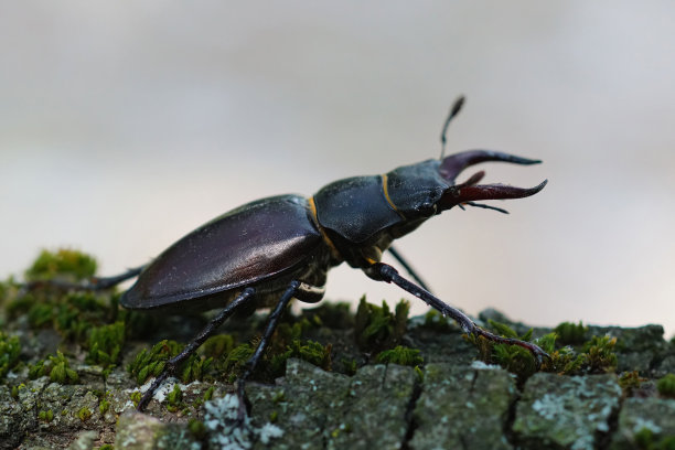 arthropod