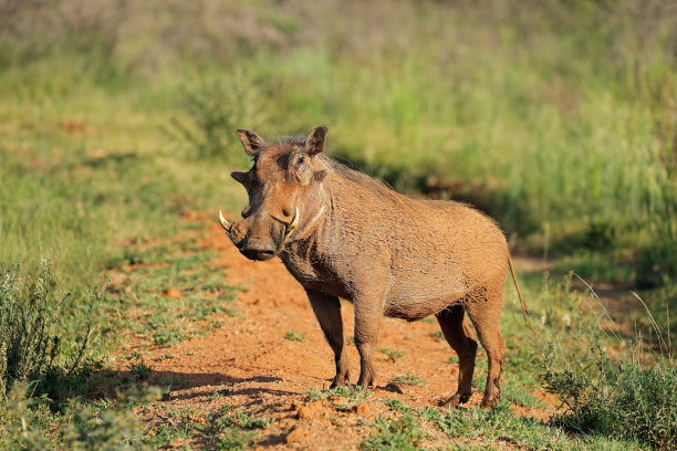 phacochoerus