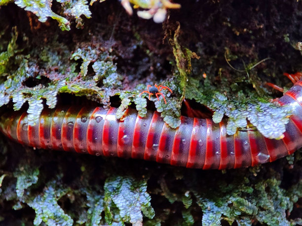 millipede