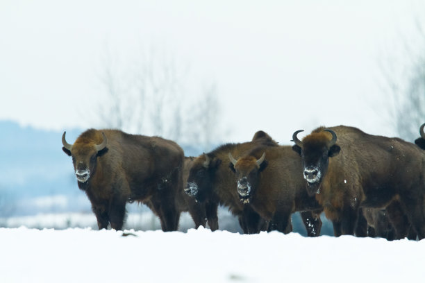 bison