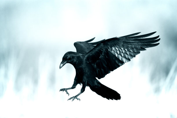 raven