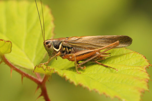 katydid