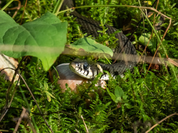 natrix