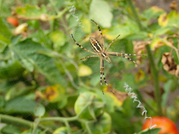 argiope