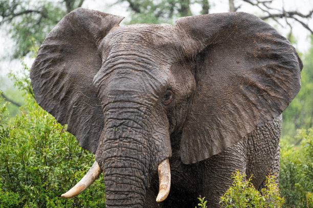 pachyderm