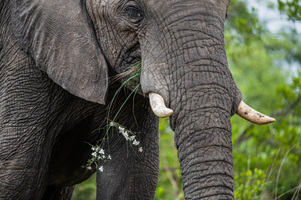 pachyderm