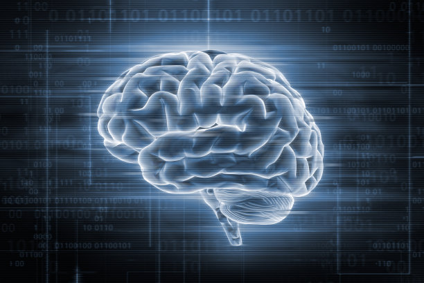 cerebrum