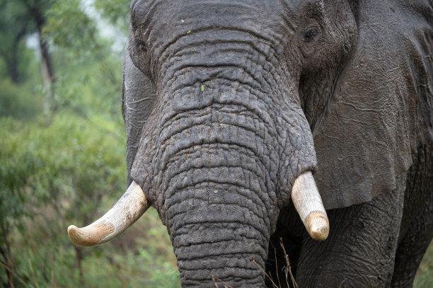 pachyderm