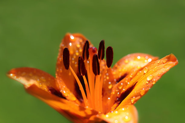 大黄花菜特写