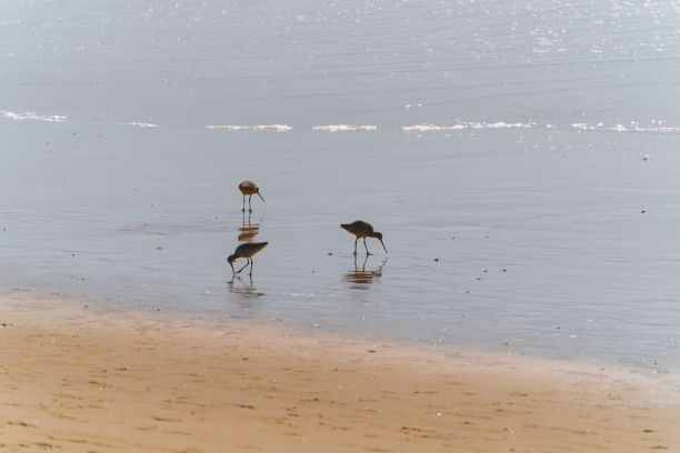 limosa