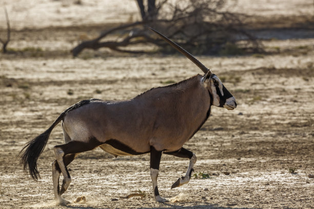 gemsbok