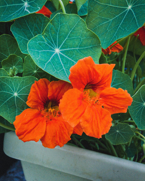 nasturtium