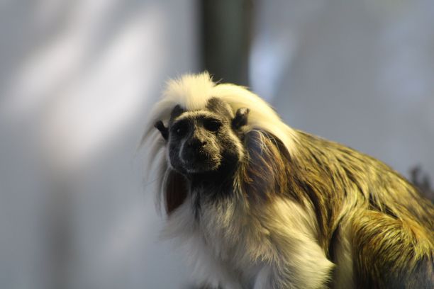 saguinus