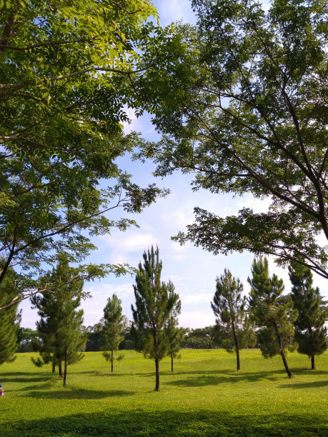 户外蓝天白云草地树林图片