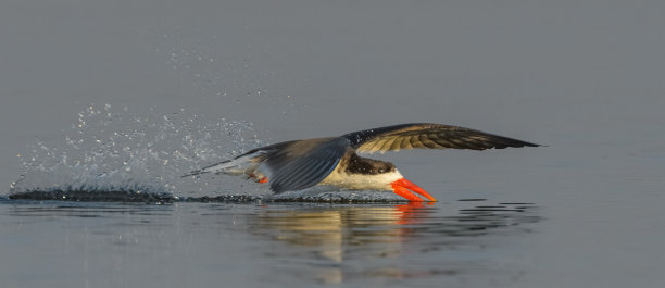 skimmer