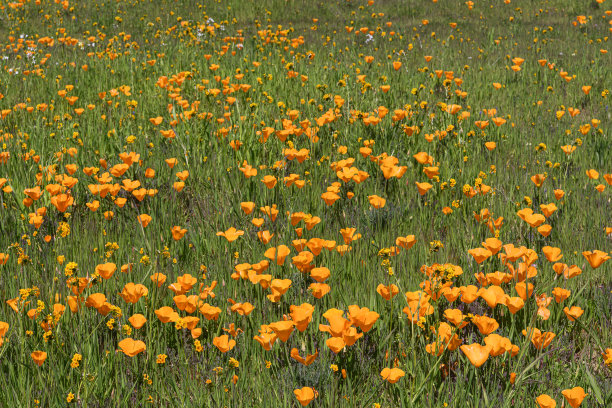wildflowers
