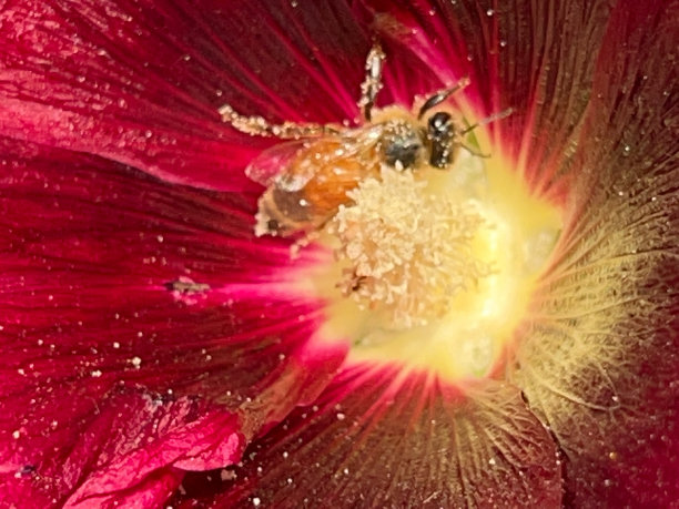 pollination