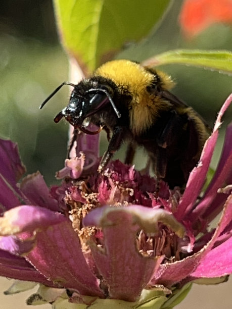 beekeeper