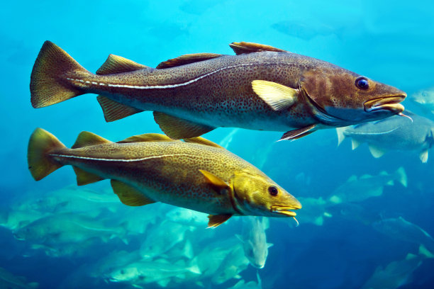 cod