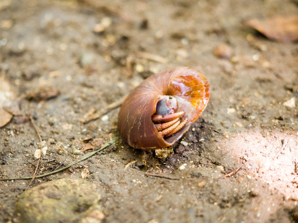 gastropod