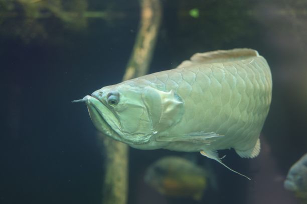 arowana