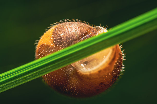gastropod