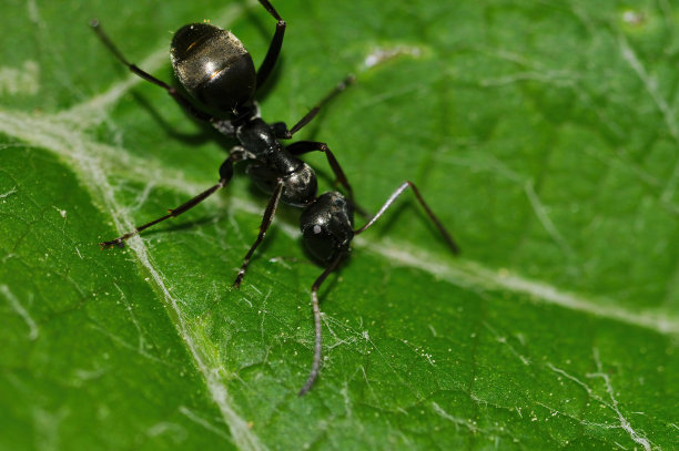 arthropod