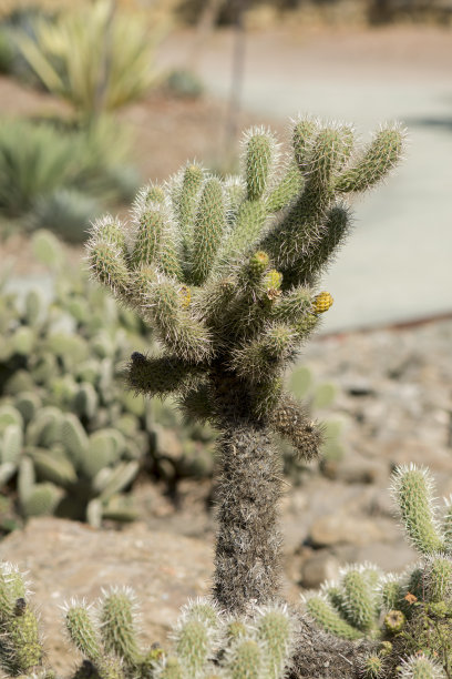 cholla
