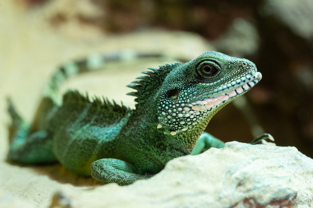 agama