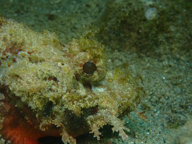 pterois