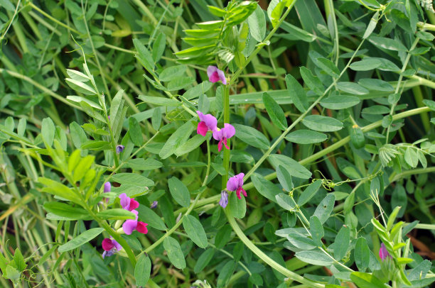 legume
