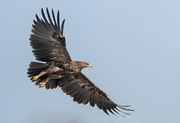 falcon