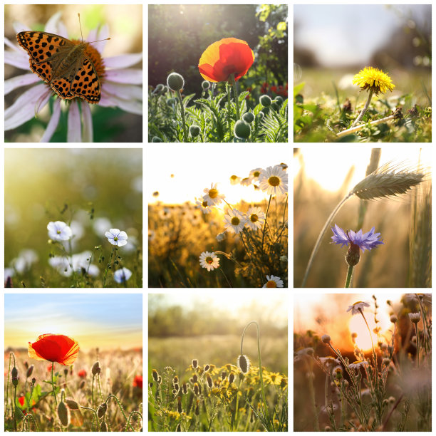 wildflower