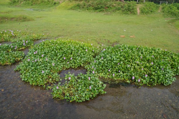 chitwan