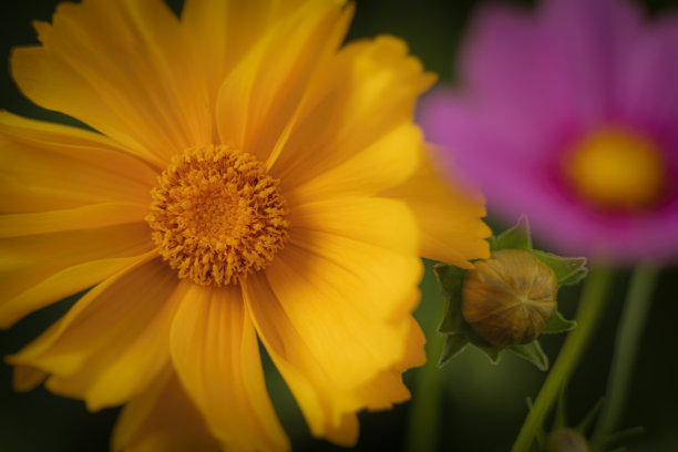 calliopsis